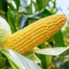 2 baskets of Maize (Agbado)